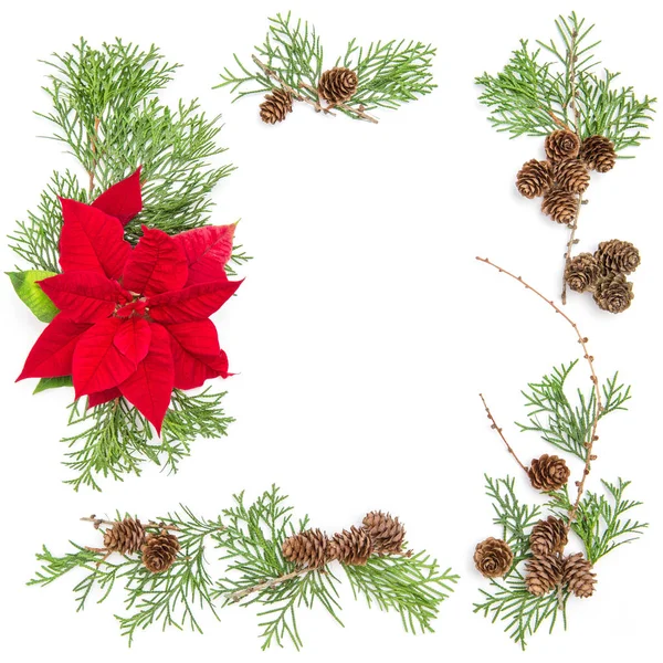 Christmas flower decoration pine branches Floral flat lay — Stock Photo, Image