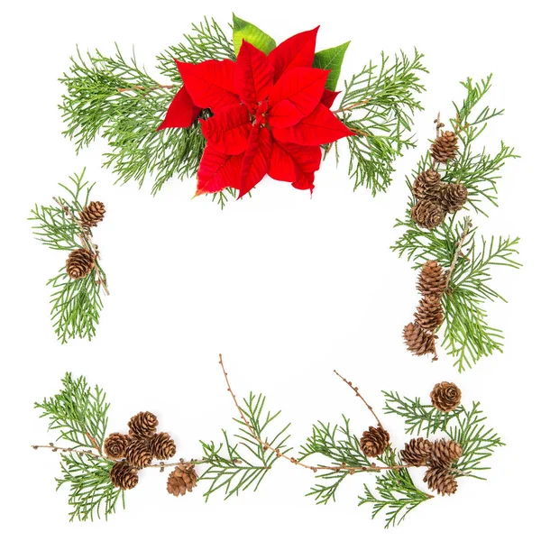 Navidad flor poinsettia pino conos Floral plana lay frame — Foto de Stock