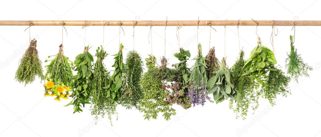 Fresh herbs hanging Basil rosemary thyme mint dill sage