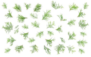 Çiçek düz arka plan Coniferous dalları Minimalistic yatıyordu.