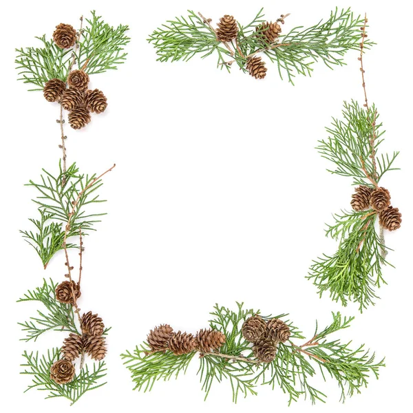 Moldura floral fundo de Natal Thuja ramos cones — Fotografia de Stock