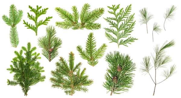 Set of evergreen coniferous tree branches — Stock Photo, Image