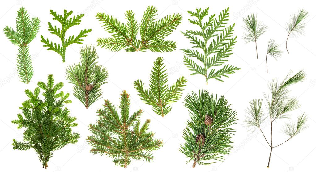Set of evergreen coniferous tree branches 