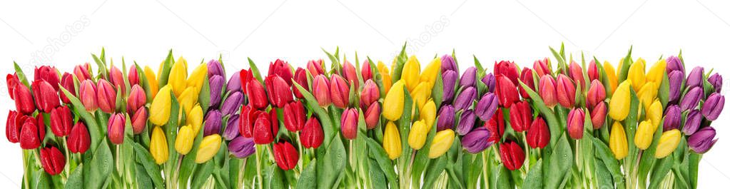 Fresh spring tulip flowers water drops Floral banner