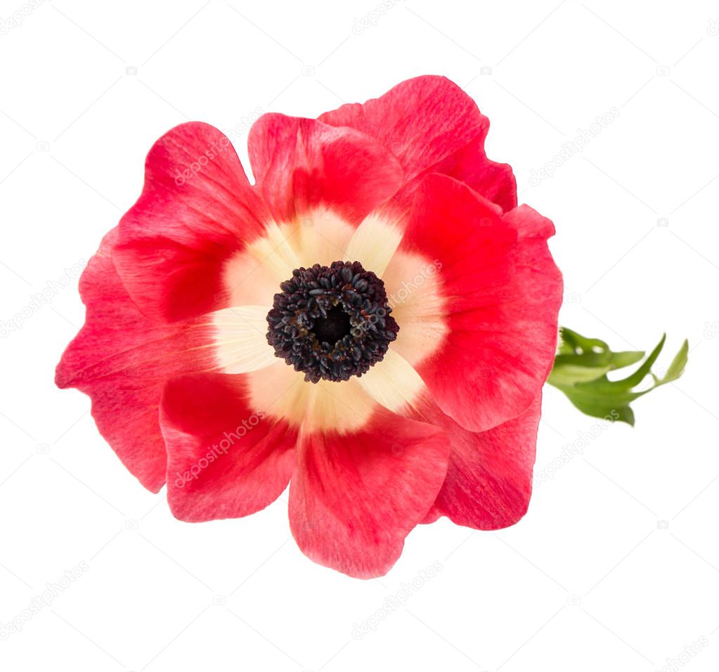 Flower head Pink anemone isolated white background
