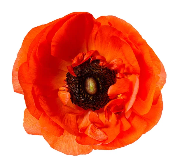 Blume Kopf Mohn rot Anemone isoliert weißen Hintergrund — Stockfoto