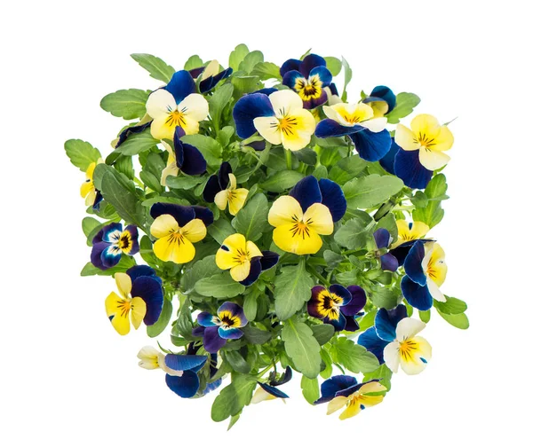 Pansy primavera fiori bianco sfondo Blu giallo — Foto Stock