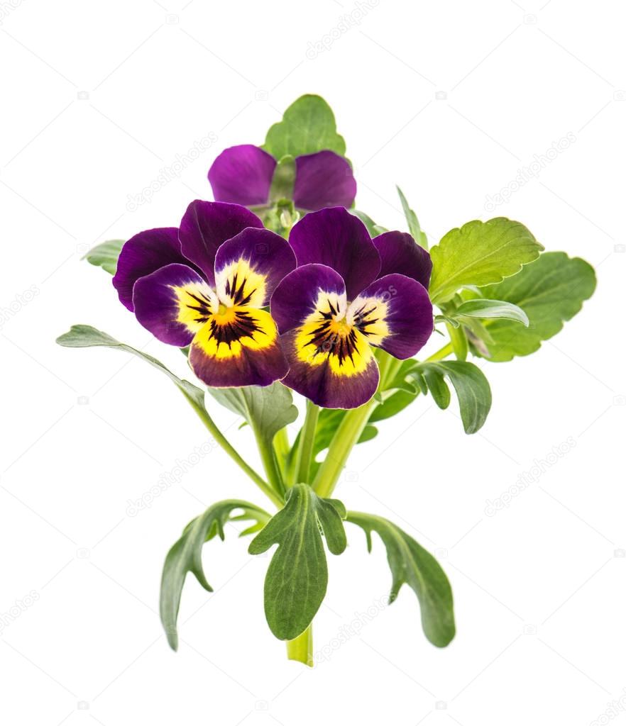 Pansy flowers isolated white background spring viola