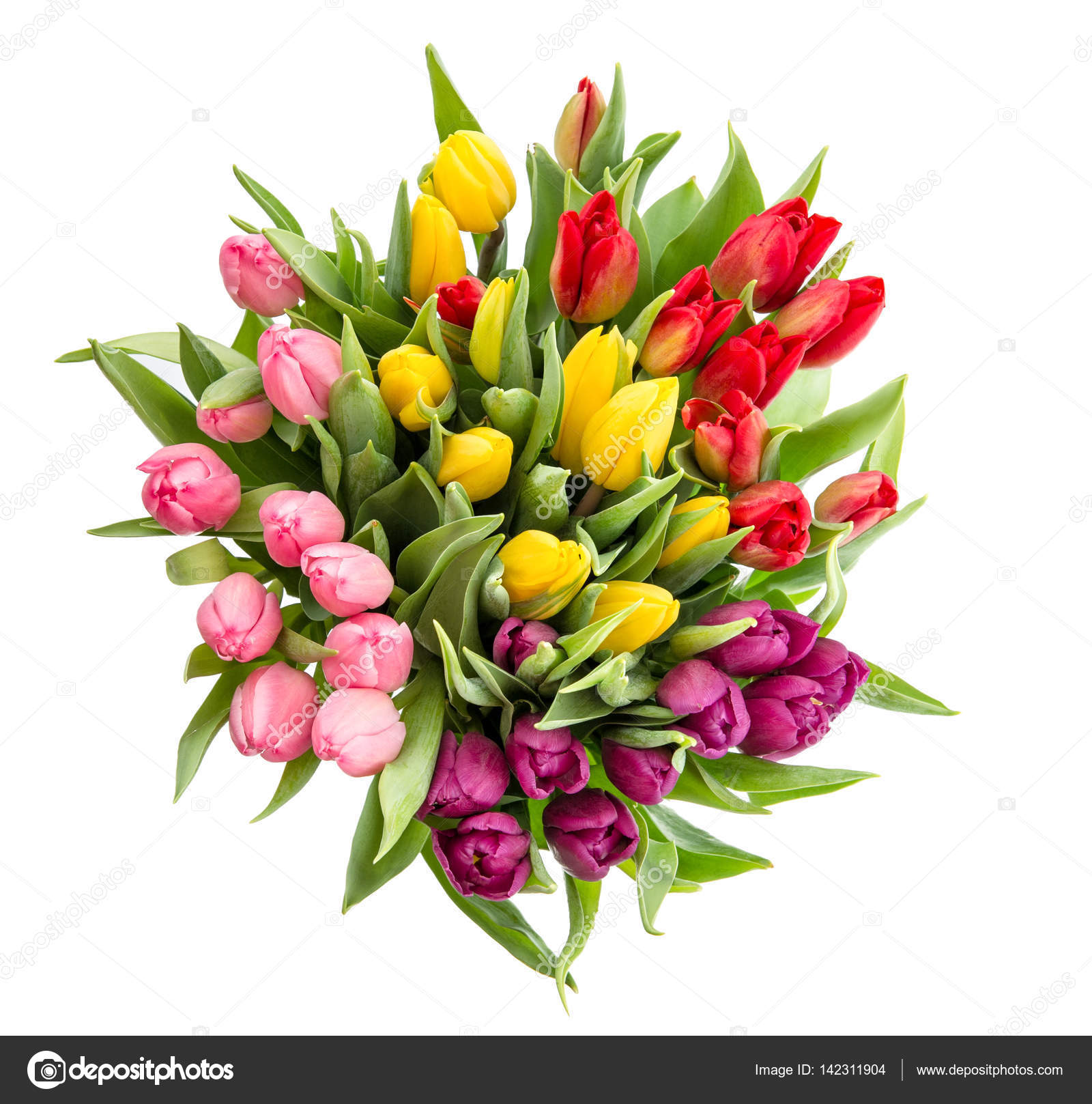 Tulip Flower Bouquet Isolated White Background Stock Photo C Liligraphie 142311904