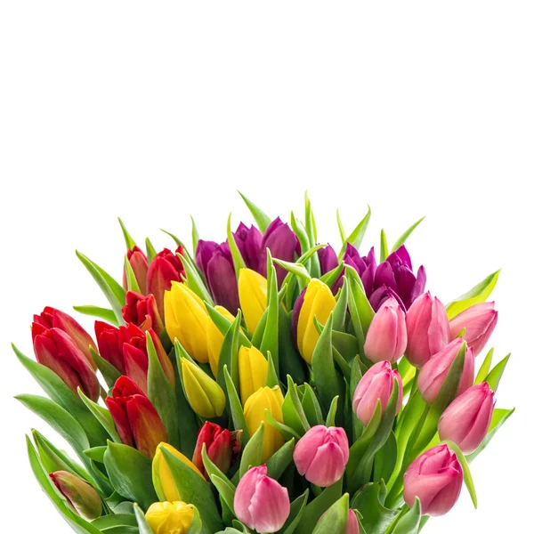Тюльпаны на белом фоне — стоковое фото
