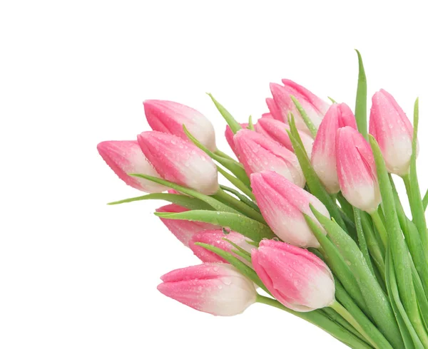 粉红色的郁金香花孤立白色背景 — 图库照片