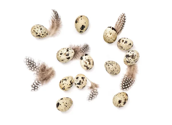 Quail eggs and feathers decoration Minimal flat lay — Stock Photo, Image