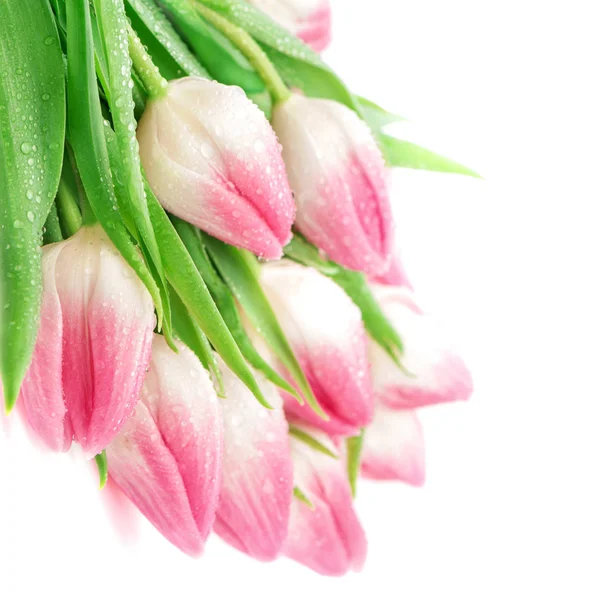 Spring tulips with water drops spring pink flowers — Stock Photo, Image