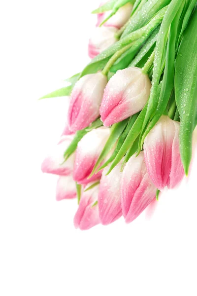 Närbild tulpaner med vatten droppar våren rosa blommor — Stockfoto