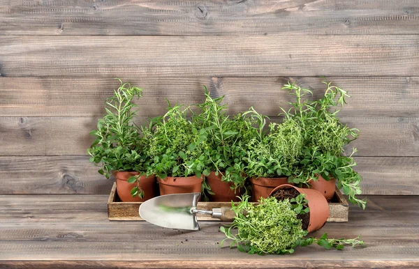 Kitchen herbs wooden background Food ingredients — Stock Photo, Image