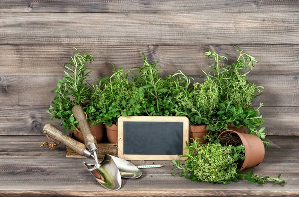 Lebensmittelzutaten Rosmarin Thymian Oregano Küchenkräuter — Stockfoto