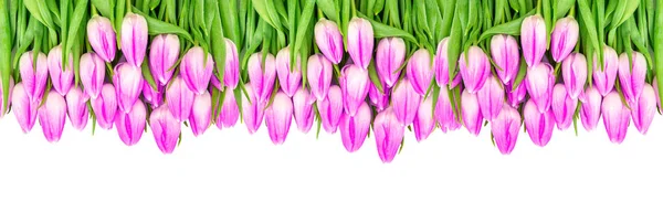 Borda floral Tulipa flores banner Violeta flores coloridas — Fotografia de Stock