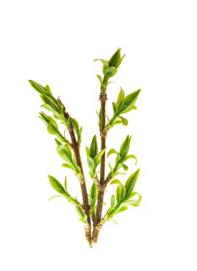 Genç yeşil hor çiçeği bitki yaprakları çırpı