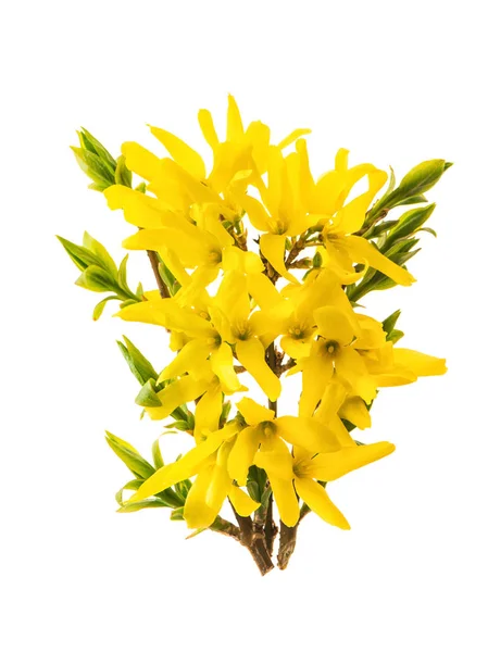 Blommande forsythia. Vårblommor isolerad på vit — Stockfoto