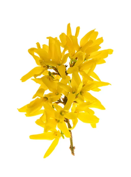 Floraison forsythia Fleurs de printemps fond blanc — Photo