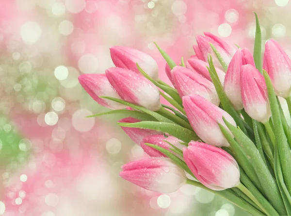 Pink tulip flowers Spring blossoms — Stock Photo, Image
