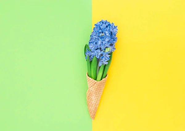 Jacinto flores helado waffle cono plano lay primavera —  Fotos de Stock