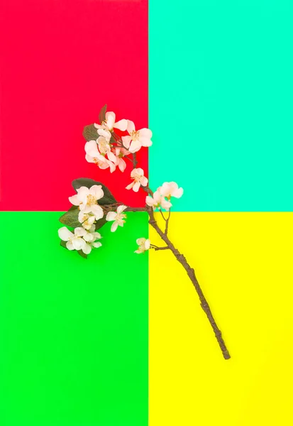 Flor de manzano fondo colorido Flores de primavera — Foto de Stock