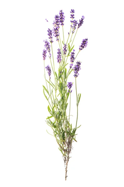Lavendel blommor isolerade vit bakgrund — Stockfoto