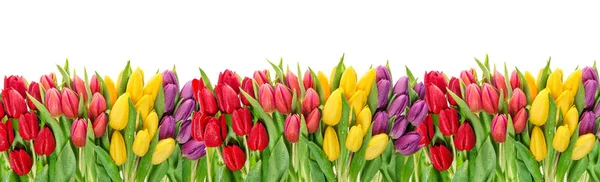 Tulpan blommor vatten droppar blommig banner — Stockfoto