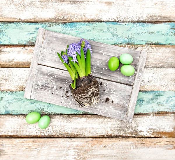 Hyacinth flores Páscoa ovos decoração — Fotografia de Stock
