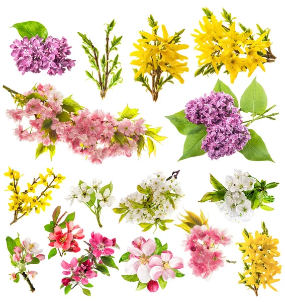 Blossoms apple tree cherry pear forsythia lilac Spring flowers — Stock Photo, Image