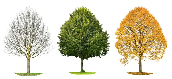 Силует дерева ізольовано Весна літня осінь — стокове фото