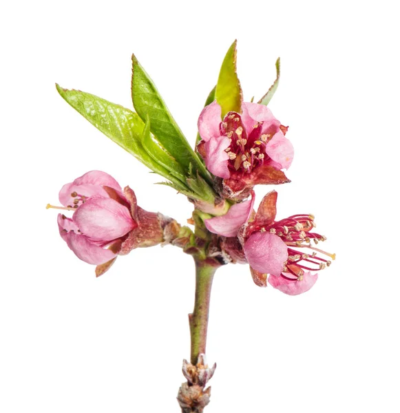 Pêche fleur isolée sur fond blanc — Photo