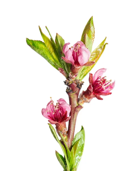 Peach blossom isolated Pink spring flowers — Stock Photo, Image