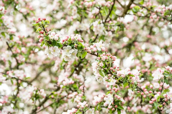 Elma ağacı çiçek açması. Bahar çiçekleri — Stok fotoğraf