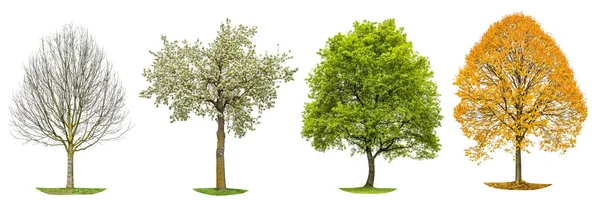 四个季节自然分离的树剪影 — 图库照片
