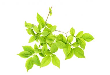 İzole beyaz arka plan bitki detay yeşil yaprakları