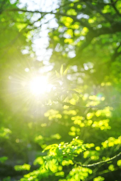 Solig vårdag natur landskap solstrålarna — Stockfoto