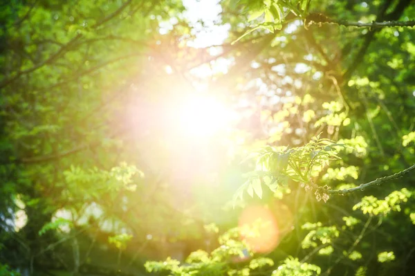 Unga gröna blad solstrålarna. Vårens tid natur bakgrund — Stockfoto