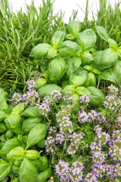 Herbes fraîches Contexte alimentaire Romarin de basilic — Photo