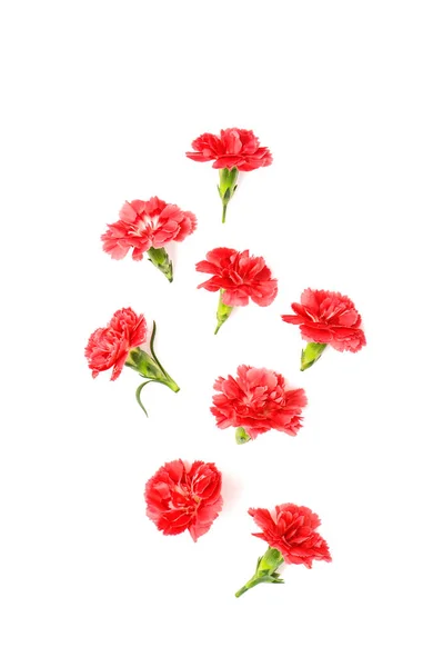 Red carnation flowers isolated white background — Stock Photo, Image