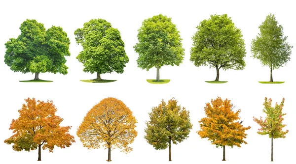 Bomen geïsoleerde witte achtergrond eik esdoorn linden berk — Stockfoto