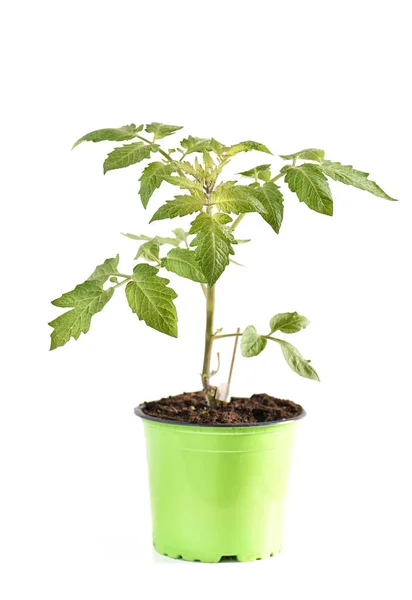 Tomato plant in pot isolated white background — Stock Photo, Image