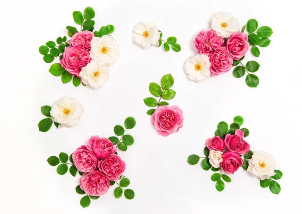 Branco rosa rosa flores folhas verdes Floral flat lay — Fotografia de Stock