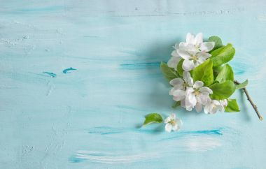 Elma ağacı çiçeği bahar çiçekleri suluboya arka plan mavi