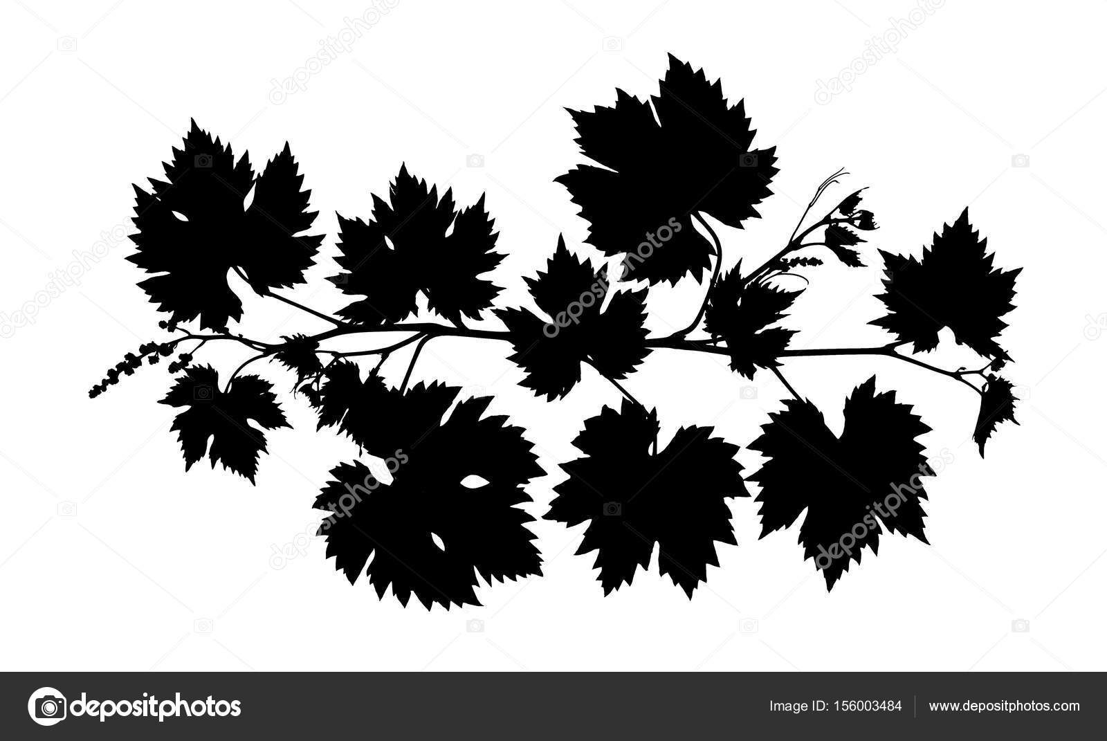 Download Grape vine leaves black silhouette isolated white background — Stock Photo © LiliGraphie #156003484