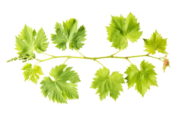 Hoja de vid de uva aislada fondo blanco Hojas verdes frescas — Foto de Stock