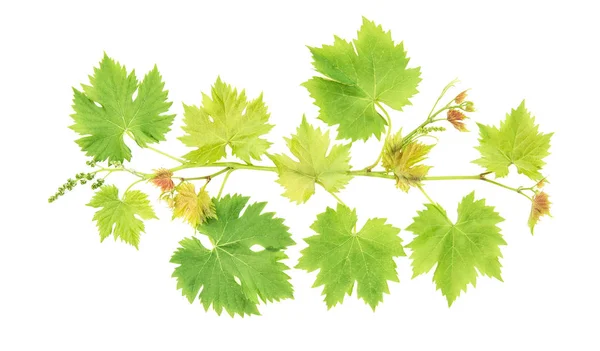 Виноград листья изолированы на белом фоне — стоковое фото