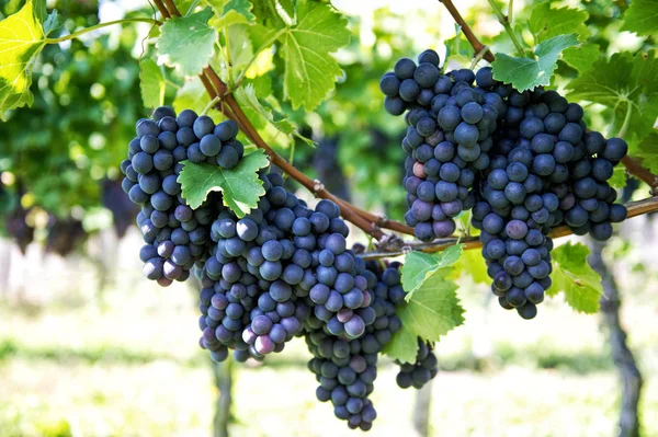 Grapes with green leaves the vine Vine grape plants — Stock Photo, Image