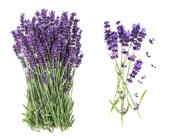 Lavender flowers isolated white background — Stock Photo, Image